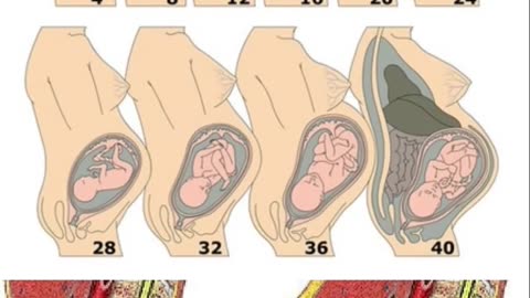 Embryo and Fetal Development In Mother's Womb Month by Month👶 Fetal Growth In Her Moms Belly v.n543