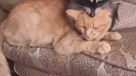 Racoon attacks cat , instantly regret it