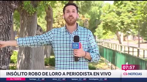 Papagaio rouba, ao vivo, fone de ouvido de repórter de TV no Chile