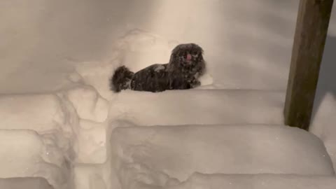 Puppy’s first experience in snow