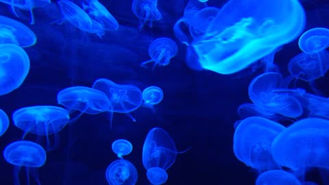 fantastic Jellyfish