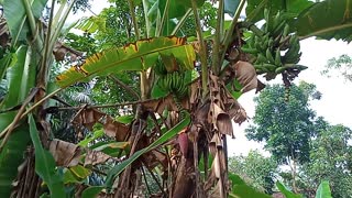 a bunch of banana trees are in fruition