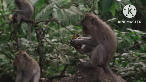 Wildlife monkey 🐒🐵 pealing fruit 🍓 wild life monkey eating fruit