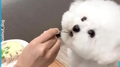 Polite Bichon Frise Dog Eats Food So Patiently And Sweetly 2022