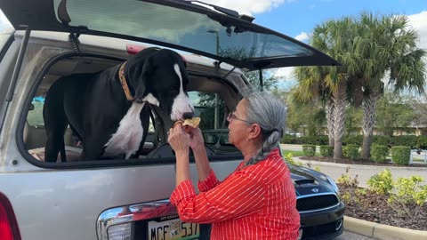 Happy Great Danes enjoy ice cream & burgers with new friends