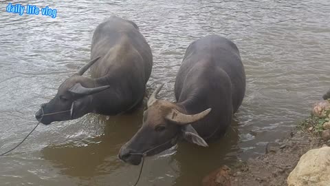 Pair of buffalo bathing in streams | daily life vlog