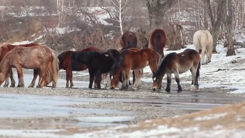 Animals in the wild and soothing music