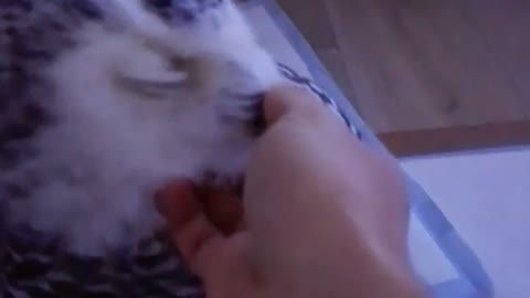 Adorable snow owl loves to be pet