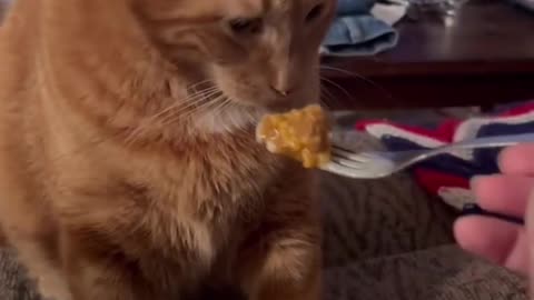Try not to laugh watching these cats