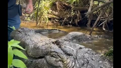 Buddy the Biggest Alligator at Gatorland‼️‼️