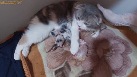 Cat Giving breath to 5 Kittens