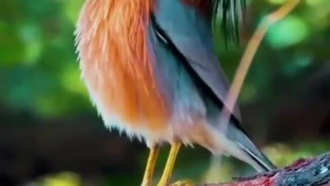 Beautiful Bird Adorable 4K HD Photography By Nature.