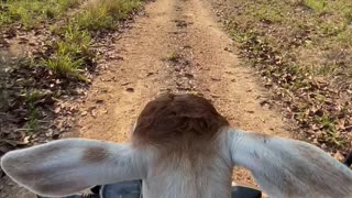 Calf Takes A Motorcycle Ride
