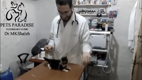 Capturing the Feisty Moments: Tiny Angry Cat's Vet Clinic Visit