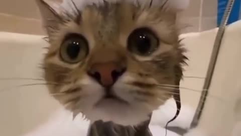 Pets Bath Time / Cat Bath Time / Animal Bath Time