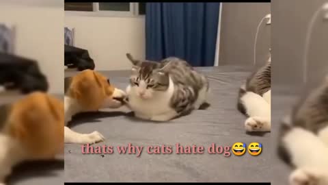 Cats and dog funny videos 😆 | dog funny moments|#dogs #funny