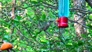 Hummingbird