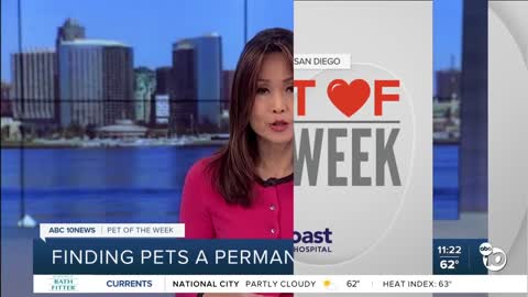 Pet of the Week: Cane