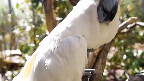 This parrot is so funny. Is it dancing?