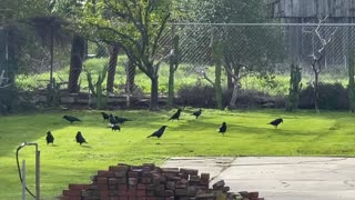 Crows jumping for joy