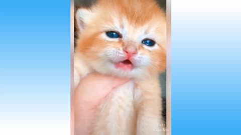 Funniest Animal Ever - 🐱🐱🐱Awesome Funny Animal's life videos- Funniest pets 😅😅😅