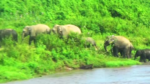 Wild elephants herd crossing river in Assam, India