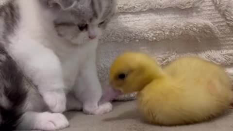 "Unlikely Love: The Adorable Friendship Between a Cat and a Duck"