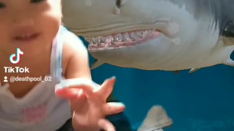 Xia baby shark