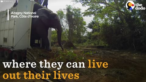 Elephants Airlifted 300 Miles To Keep Them Safe From People | The Dodo