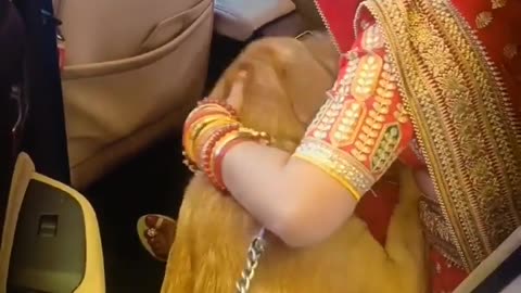 The dog was crying for girl weddings time video