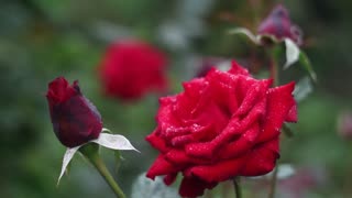 Beautiful Red Roses Full Bloom [Free Stock Video Footage Clips]