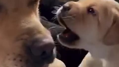 Beautiful dogs 🐶 trending video