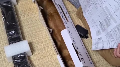 Kitty try to fit in the box