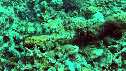 A threesome of lizardfish in the coral reef