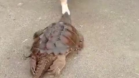 Cat and tortoise playing together