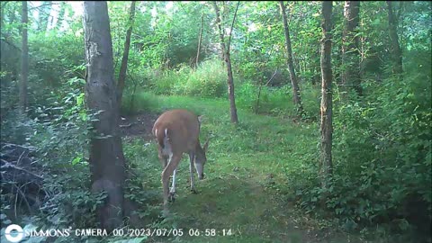 Backyard Trail Cams - Deer at Frog Pond