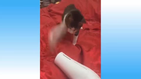 Top funny cat videos of the weekly