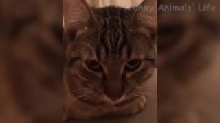 Funniest Animals 2022 - Cute Dogs And Cats