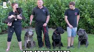 NEW VIDEO ALERT! Is the CANE CORSO Right for You?