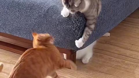 Cute fight with Cats 😺😺😺