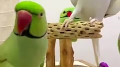 Very Cute Talking Parrot #parrot #birds #parrots #shorts #short