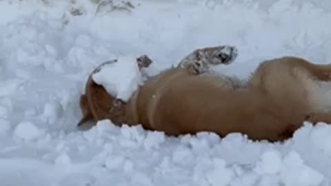 Golden retriever rolling around in the snow.