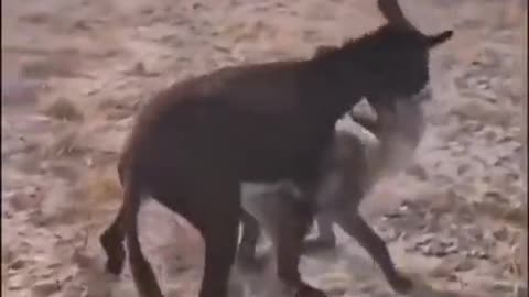 Donkey wont always be donkey