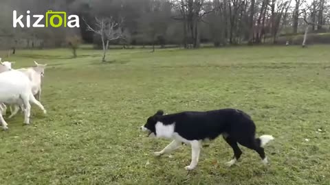 Border collie au travail sur chèvres. Des Terres