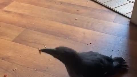 Rescued bird catches treats in mid air just like dog