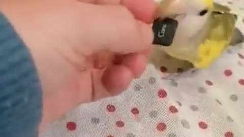 Mango The Parrot Steals Keycaps