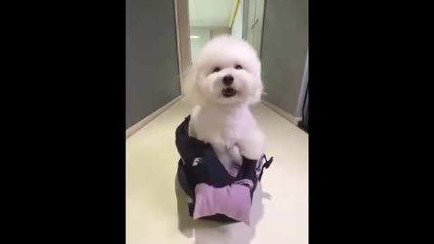 Funny cute dog love it 😁