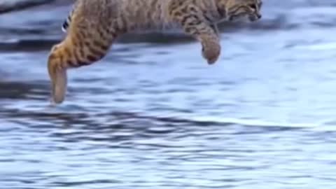 Tiger Baby Jump best slowmotion