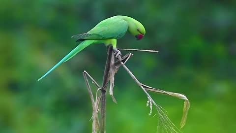 Chattering Parrots: Sky-high Conversations Above the Trees