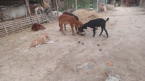 The dog is the guardian of the cow 🐄 dog video